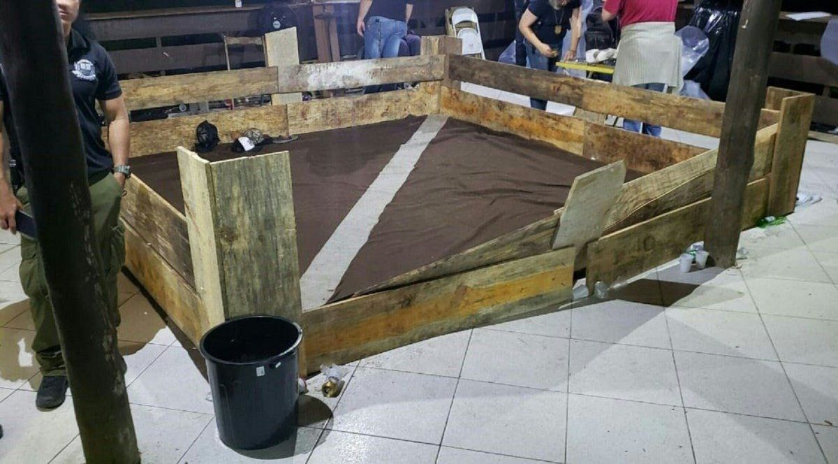 Horror en Brasil: desmantelaron una red internacional de peleas de perros pitbull