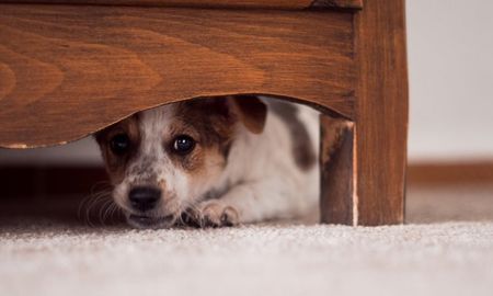 pirotecnia: los mejores tips para cuidar a las mascotas en las fiestas pirotecnia: los mejores tips para cuidar a las mascotas en las fiestas