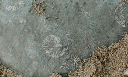 Encontraron fósiles de organismos multicelualres que tienen 1630 millones de años. Encontraron fósiles de organismos multicelualres que tienen 1630 millones de años.
