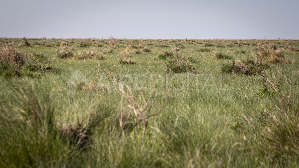 Los Bajos Submeridionales son un inmenso humedal de más de 3 millones de hectáreas.