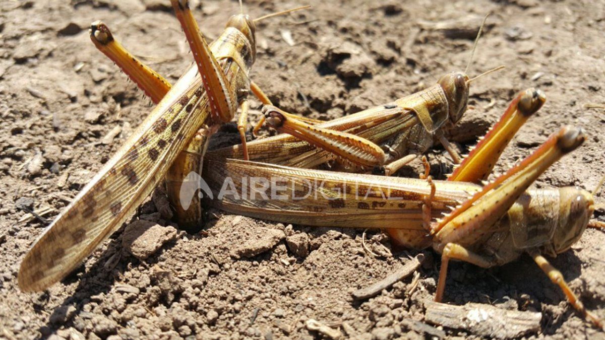 Se proyecta que la plaga avance rápidamente