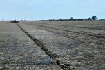 Maíz de primera: arrancó la siembra con una intención de 98.000 hectáreas en el centro norte santafesino