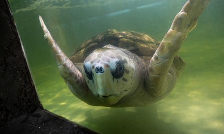 El tortugo Jorge es un ejemplar de 70 años y 99 kilos que vive desde hace cuarenta años en el exacuario municipal de Mendoza. El tortugo Jorge es un ejemplar de 70 años y 99 kilos que vive desde hace cuarenta años en el exacuario municipal de Mendoza.