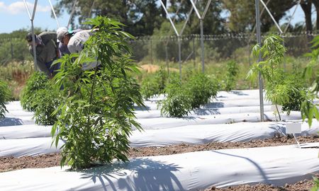 Se busca saber qué pasó con los 30 consultorios de cannabis medicinal distribuidos en la provincia y si se avanzó con la formulación y distribución gratuita. Se busca saber qué pasó con los 30 consultorios de cannabis medicinal distribuidos en la provincia y si se avanzó con la formulación y distribución gratuita.