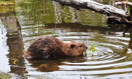 La lista de las especies exóticas está encabezada por el castor (Castor canadensis). La lista de las especies exóticas está encabezada por el castor (Castor canadensis).