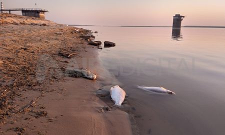 Durante esta semana, aparecieron peces muertos en las costas de la laguna Setúbal y en diversos sectores de la cuenca del Paraná. Durante esta semana, aparecieron peces muertos en las costas de la laguna Setúbal y en diversos sectores de la cuenca del Paraná.