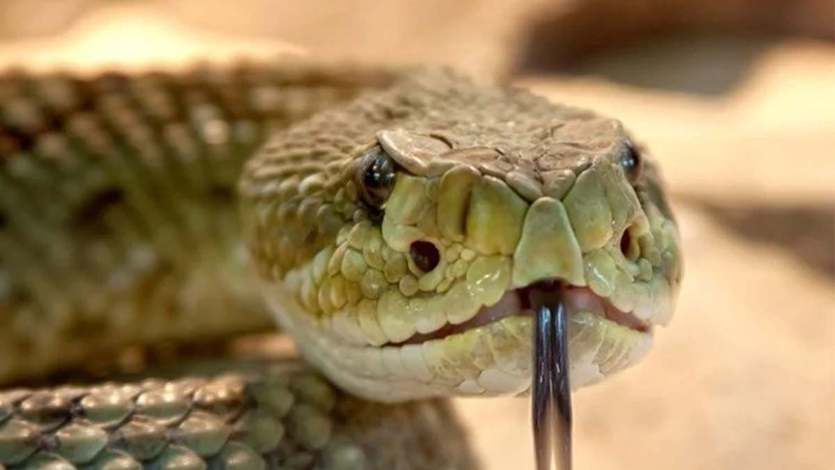 Fotos: encontró una serpiente en el baño y resultó ser una de las más venenosas del mundo