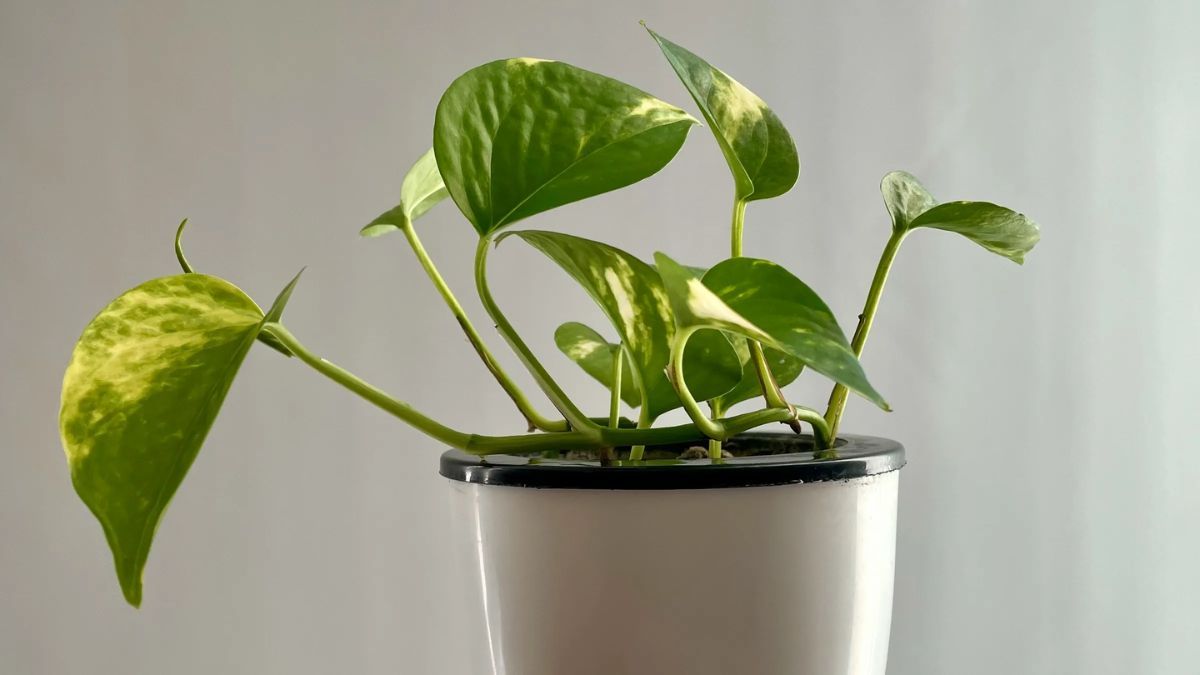 De esta forma la planta de potus se mantendr&aacute; m&aacute;s saludable.