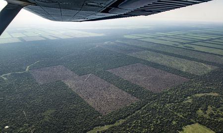 El 83% de los encuestados cree que los incendios de los bosques se producen intencionalmente y el 32% dijo que el objetivo es usar la tierra para cultivos de soja. El 83% de los encuestados cree que los incendios de los bosques se producen intencionalmente y el 32% dijo que el objetivo es usar la tierra para cultivos de soja.