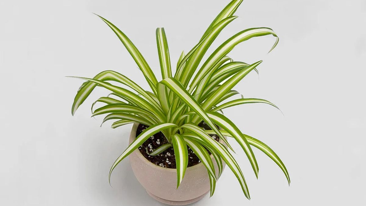 La cinta o lazo de amor es una planta f&aacute;cil de cuidar. Resistente y adaptable, crece bien en interiores luminosos y tolera ambientes con poca luz.