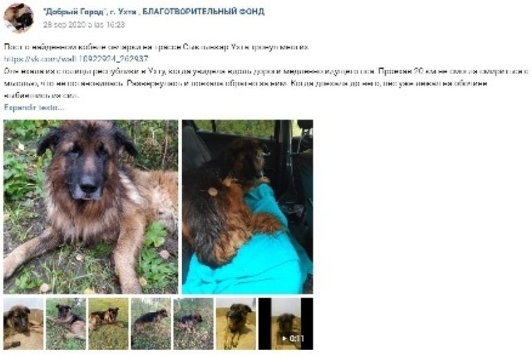 Un pastor alemán sobrevivió a una inyección letal y escapó de la tumba en un bosque