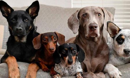 dia del perro: por que se homenajea hoy al mejor amigo del hombre dia del perro: por que se homenajea hoy al mejor amigo del hombre