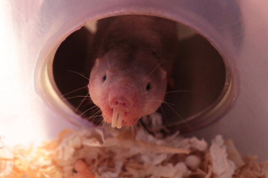 En un estudio encontró ratas topo trabajando en una camada que no era la suya, lo que pensaron era un error pero que finalmente se comprobó que no