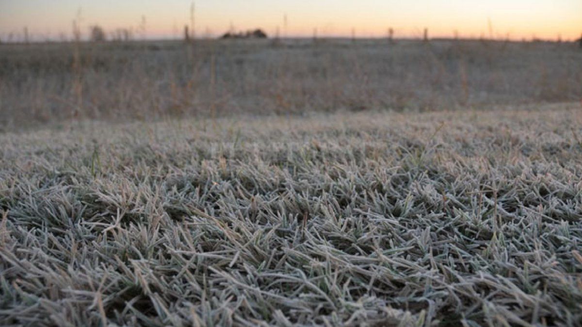 Frío polar y heladas: cómo proteger cultivos y huertas