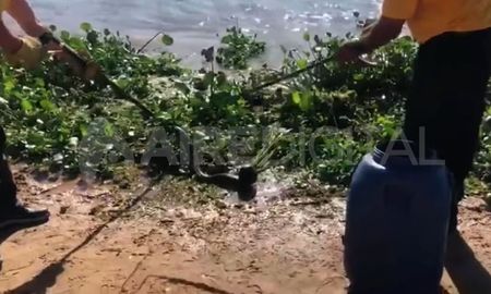 Captura del video: capturaron una yarará en la costanera de Santa Fe Captura del video: capturaron una yarará en la costanera de Santa Fe