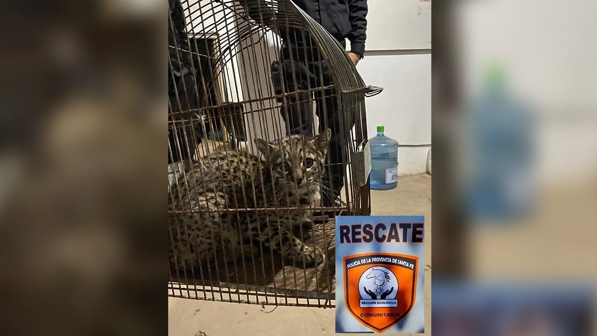 Rescataron un gato montés en el sur de la ciudad de Santa Fe.