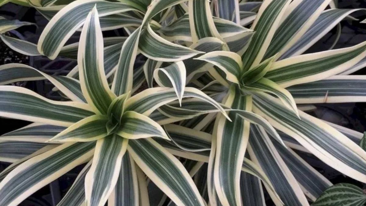 La lengua de suegra se debe podar para estimular su crecimiento. La lengua de suegra se debe podar para estimular su crecimiento. 