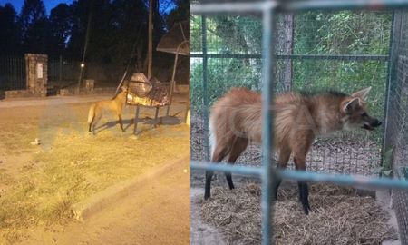 Este es el ejemplar de aguará guazú que rescataron en la zona del Hospital Sayago Este es el ejemplar de aguará guazú que rescataron en la zona del Hospital Sayago