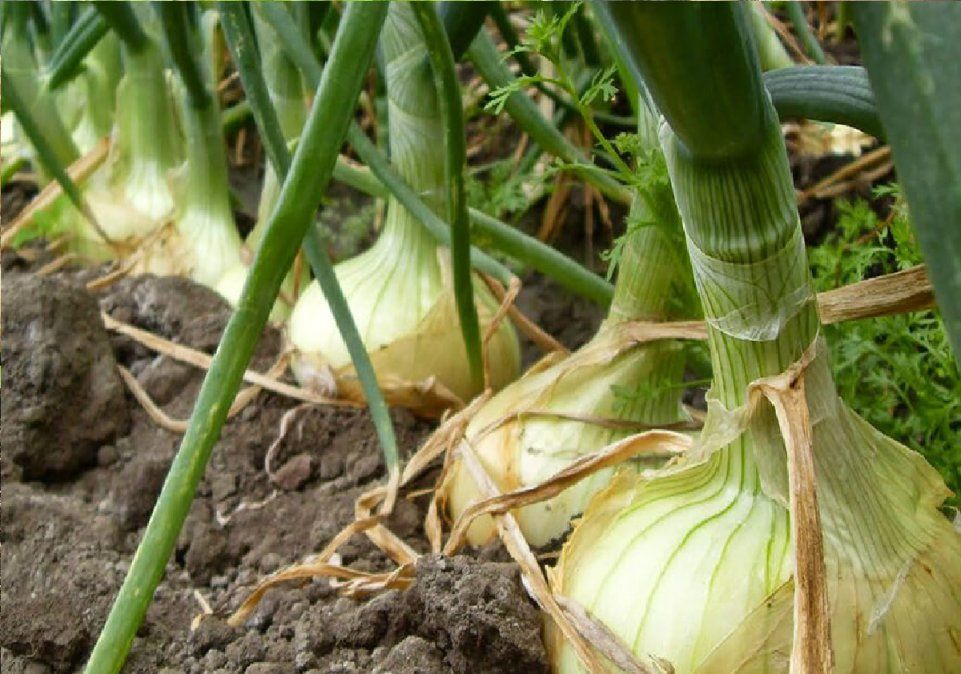 La cebollla es una buena opcion para tu huerta