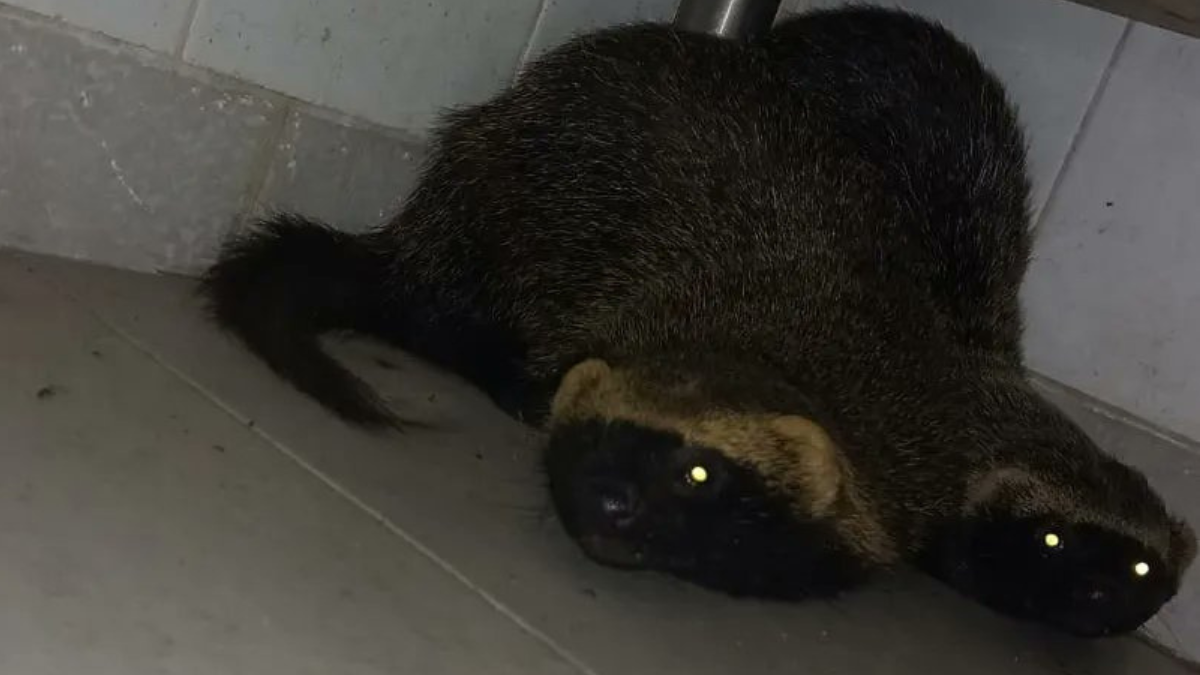 Esta es la pareja de hurones que encontraron en la sala de máquinas del Shopping La Ribera en la ciudad de Santa Fe.