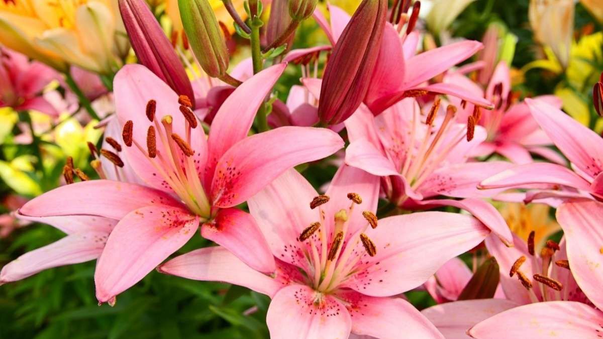 Reemplazar especies de plantas tóxicas por variedades como la Cinta o el Helecho permite mantener la estética del hogar sin poner en riesgo a los animales.