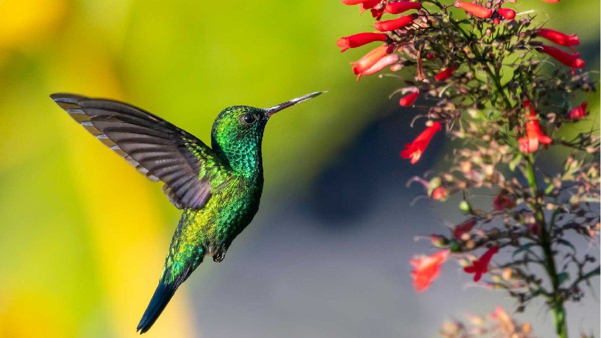 Que significa cuando un colibrí visita tu jardín
