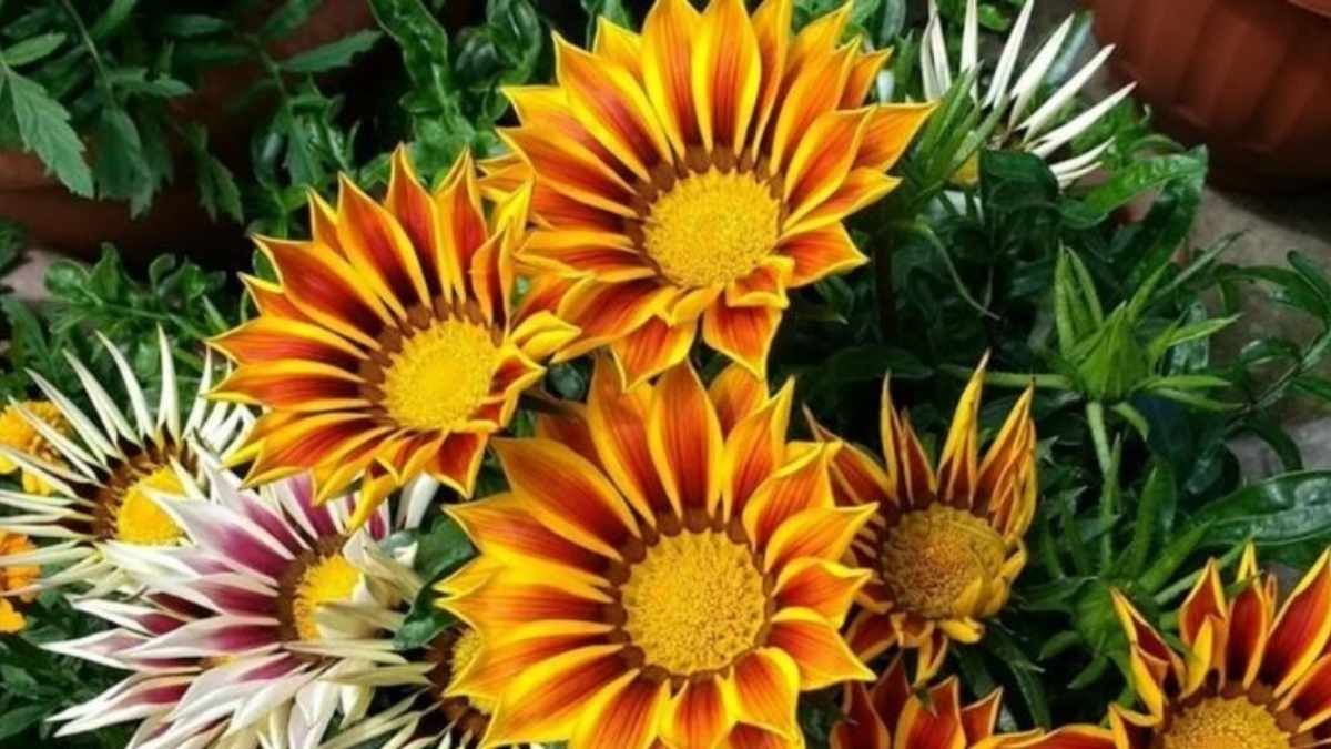 La gazania abre sus flores con el sol y soporta calor
