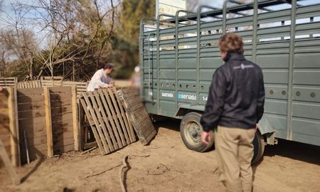 triquinosis en santa fe: intervienen un criadero de ibarlucea y 18 cerdos fueron a faena controlada triquinosis en santa fe: intervienen un criadero de ibarlucea y 18 cerdos fueron a faena controlada