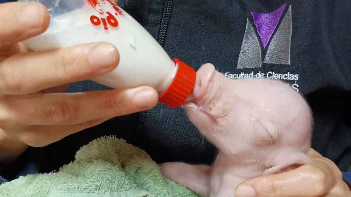La Facultad de Ciencias Veterinarias de la UBA y la UNSAM lograron el primer cerdo modificado para trasplantes en América Latina, un avance regional (UBA)