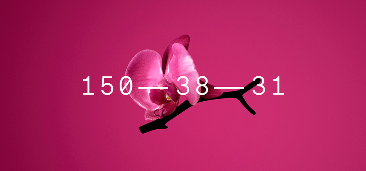 Orchid Flower (Coloro: 150-38-31).