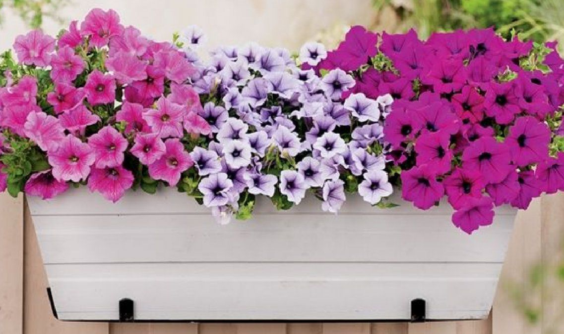 Petunias con una buena opción