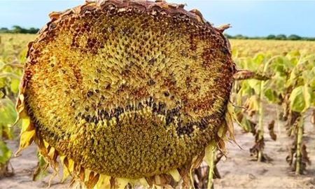 Aire de Santa Fe | GirasolAVES2.jpg