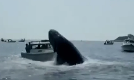Video: una ballena jorobada saltó y golpeó a una embarcación en Estados Unidos Video: una ballena jorobada saltó y golpeó a una embarcación en Estados Unidos