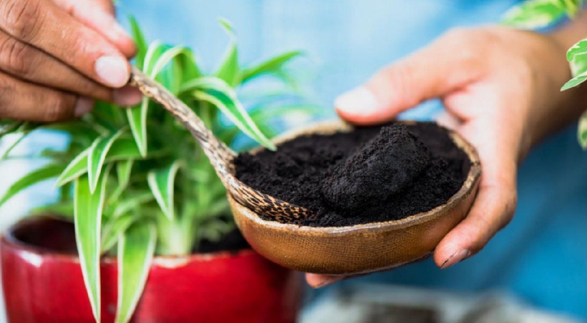 El café contribuye a los microorganismos que potencian el crecimiento de las plantas y atrae a las lombrices, que son las encargadas de airear y oxigenar el suelo.