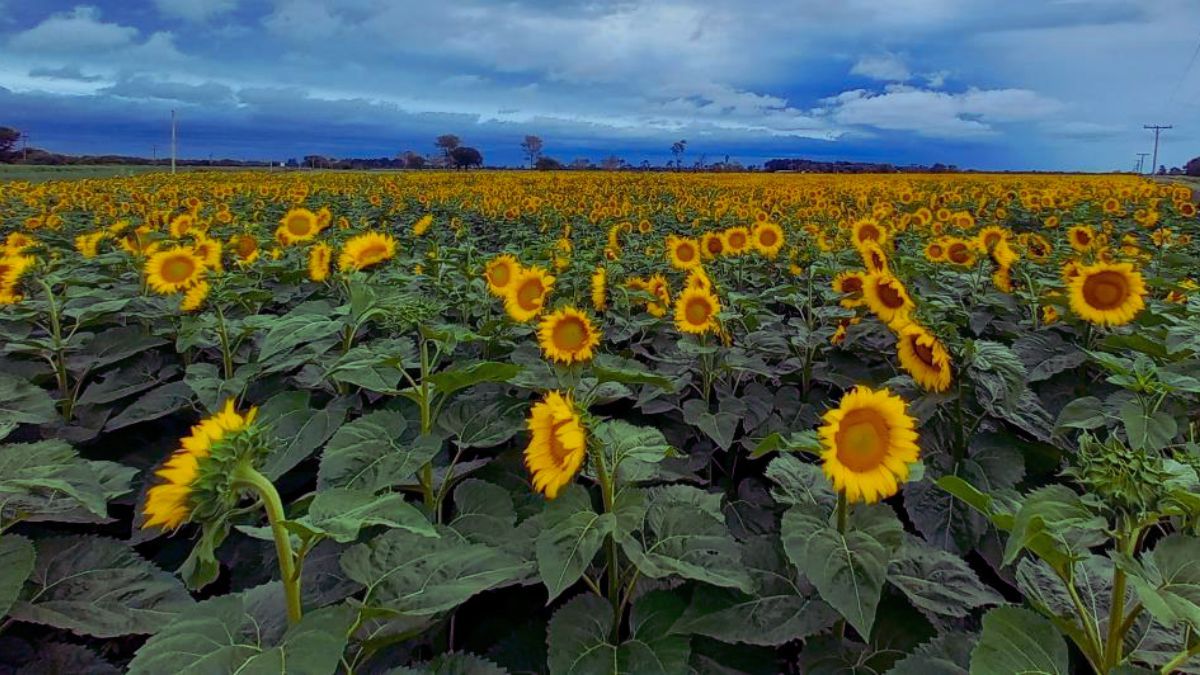 Lote con girasol; uniforme, muy buen estado a excelente, en etapa de floración, en el centro del departamento General Obligado. Lote con girasol; uniforme, muy buen estado a excelente, en etapa de floración, en el centro del departamento General Obligado.