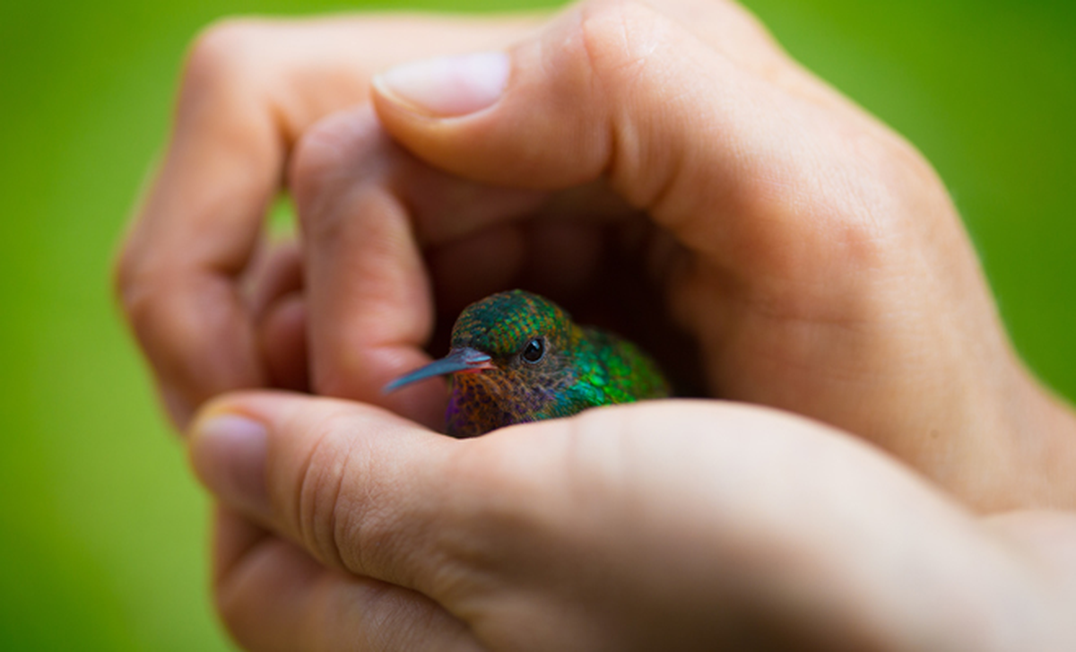 La cercanía de un colibrí implica que la persona necesita sanar su corazón.