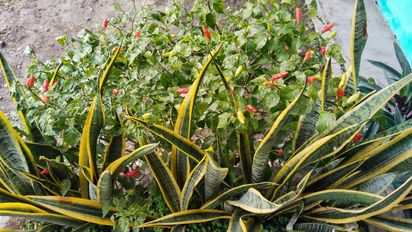 Lengua de suegra: los peligros ocultos de la planta más elegida para el hogar