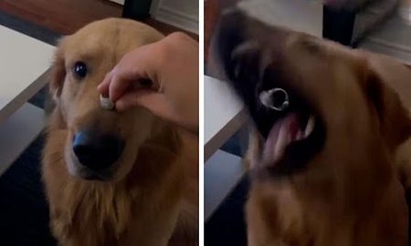 Un golden retriever se come el anillo de su ama. Un golden retriever se come el anillo de su ama.