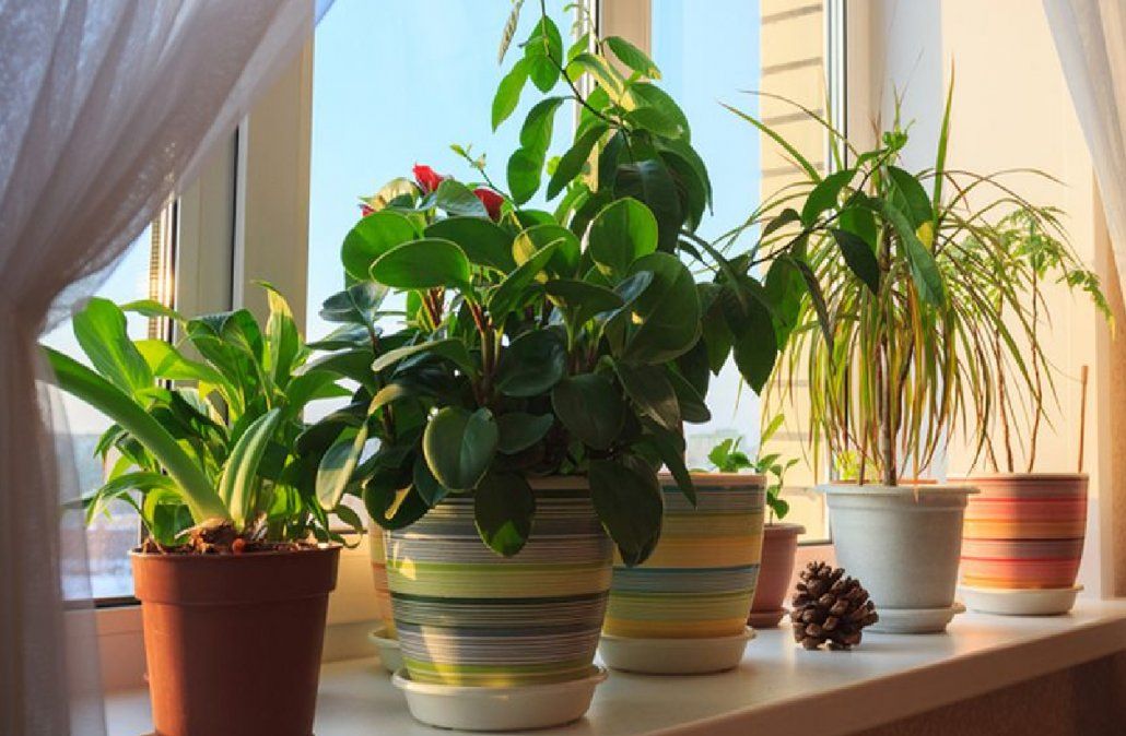 Fertilizantes orgánicos para nutrir sin químicos a tus plantas de interior