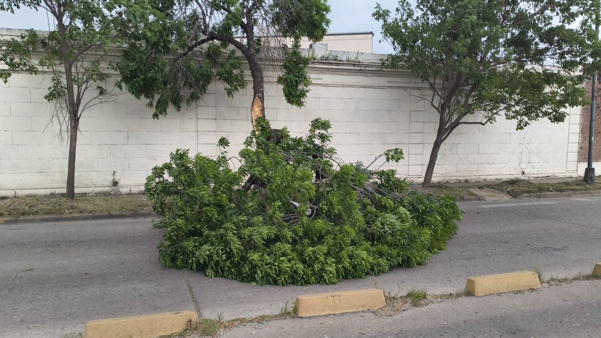 Árbol tendido sobre Blas Parera a la altura de Regís Martínez.