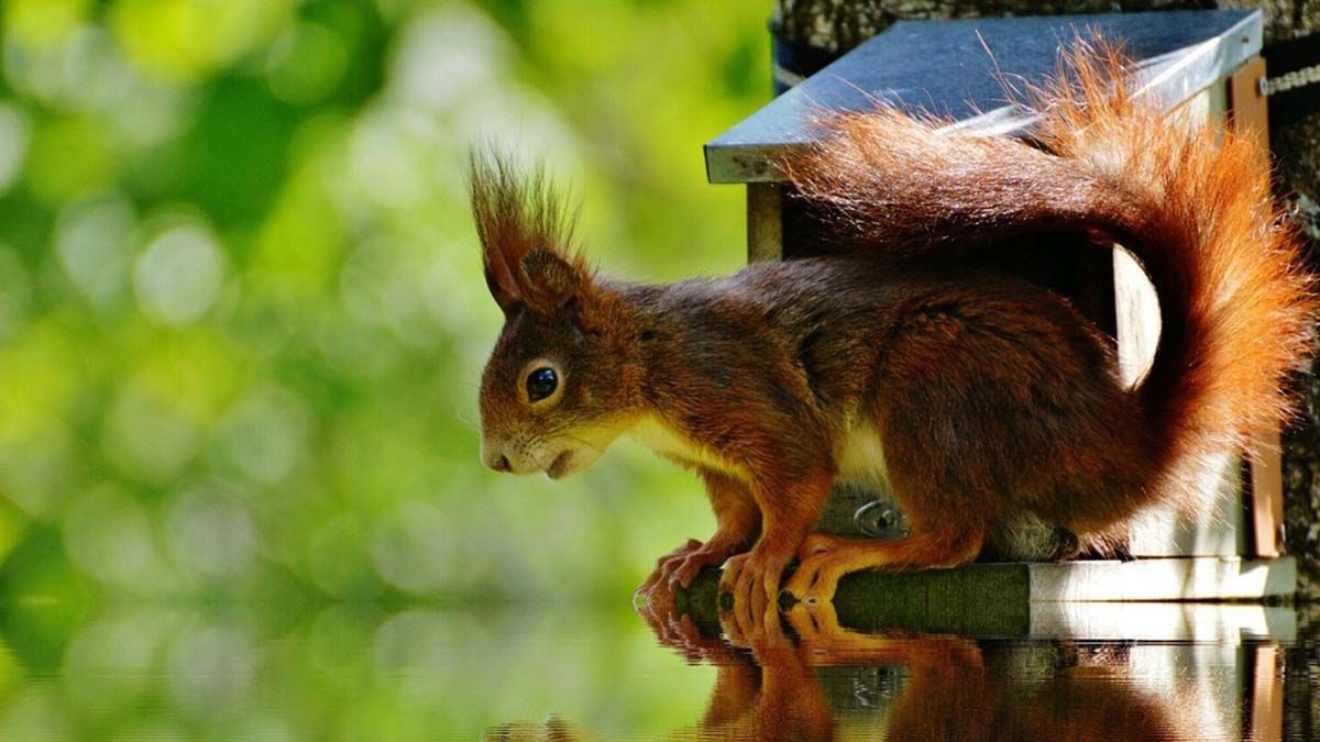 Video: una joven trató de rescatar a una ardilla de una piscina pero no salió bien