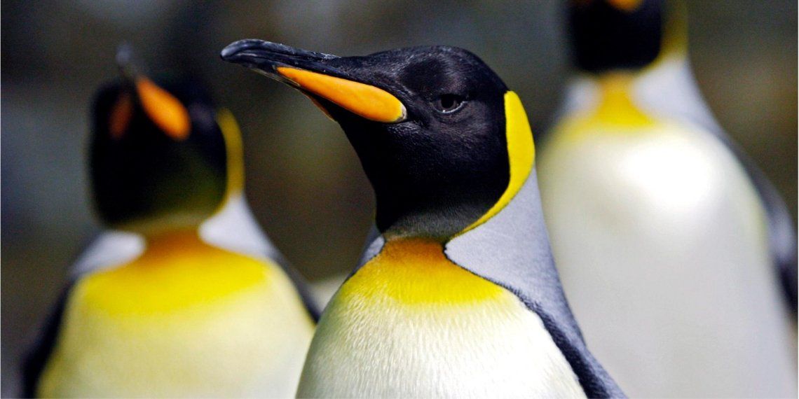 La “catástrofe” del pingüino emperador: murieron miles de crías en la Antártida porque se derritió su hábitat