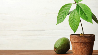 El secreto para tener paltas gratis: la guía definitiva para cultivar tu propio árbol en casa