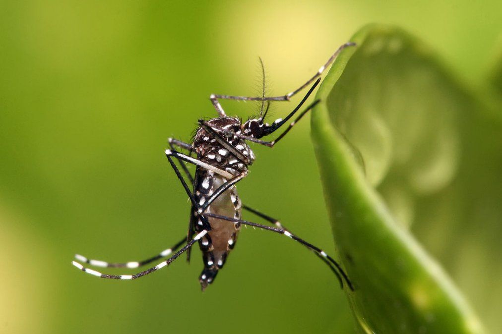 Las autoridades insisten en mantener las medidas de prevención contra el dengue