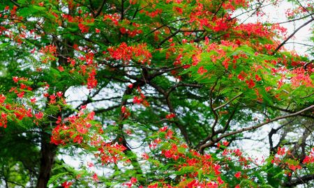 Antes de que aparezcan las hojas, este árbol se cubre de flores rosas y se roba todas las miradas. Antes de que aparezcan las hojas, este árbol se cubre de flores rosas y se roba todas las miradas.