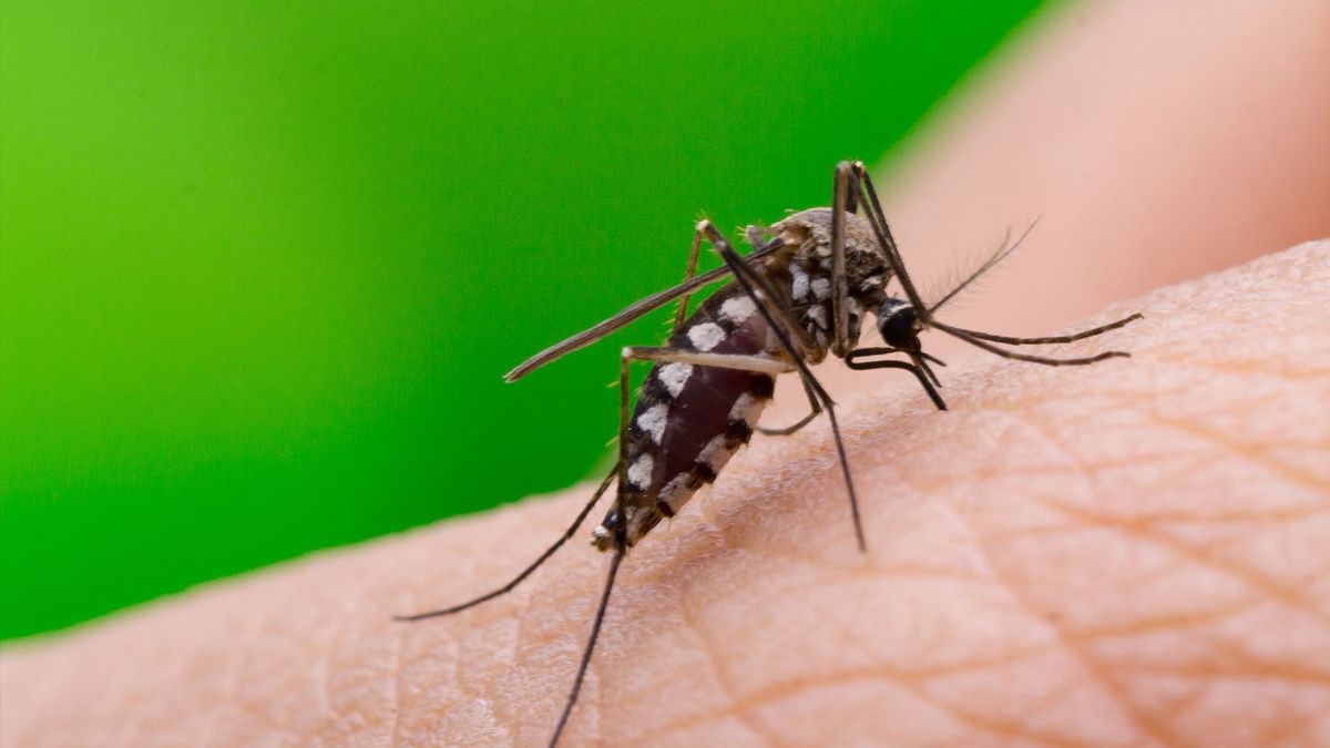 En la última semana se registraron 29 casos sospechosos de dengue.