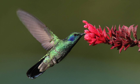6 datos curiosos que no conocías sobre el colibrí 6 datos curiosos que no conocías sobre el colibrí