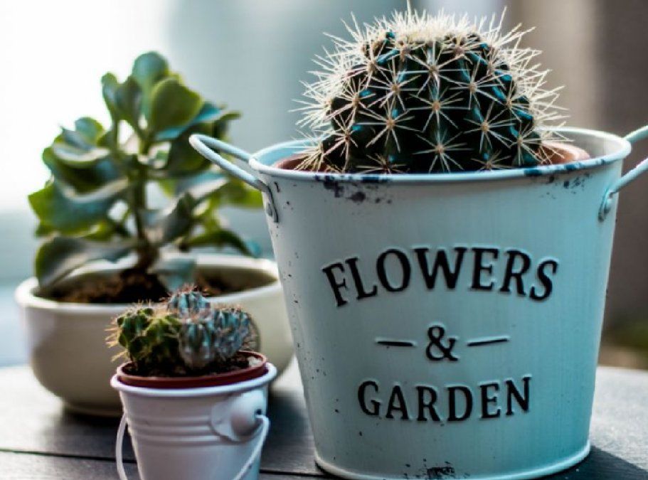 Suculentas en macetas de metal