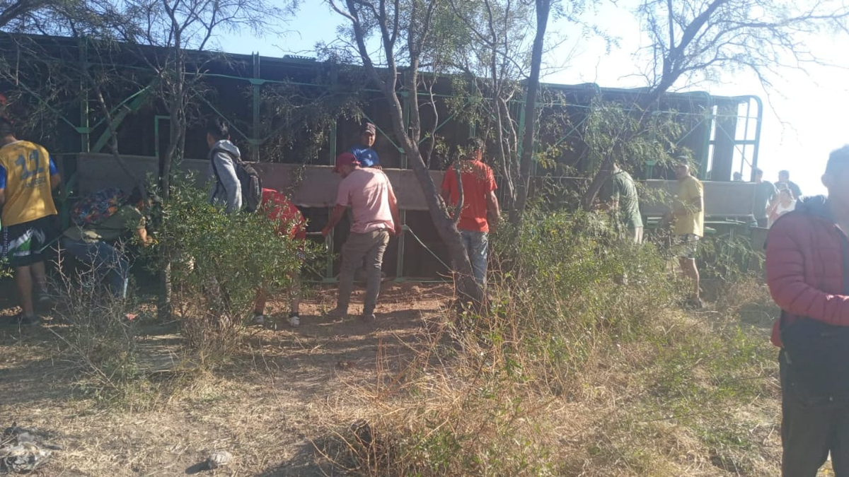 Volcó un camión con vacas en Santiago del Estero y los vecinos se pelearon para llevarse animales muertos