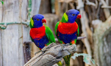 algunos animales estan modificando su morfologia en respuesta al cambio climatico algunos animales estan modificando su morfologia en respuesta al cambio climatico